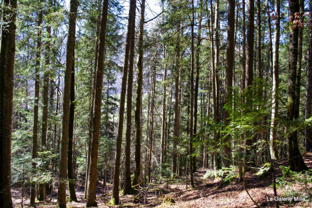 gorges bruyant vercors foret