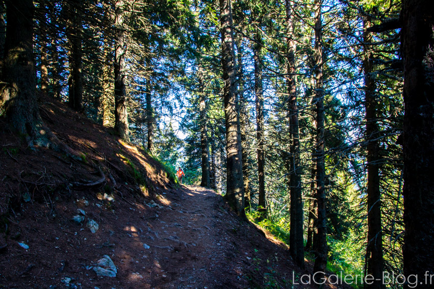 foret randonnée lac crozet