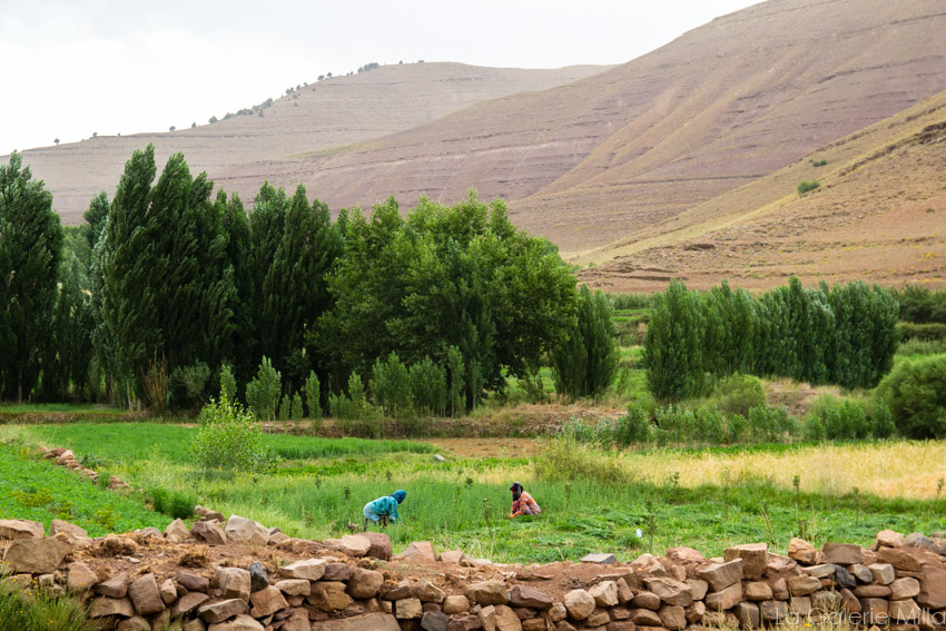 Agricultrices au trail dans un champs