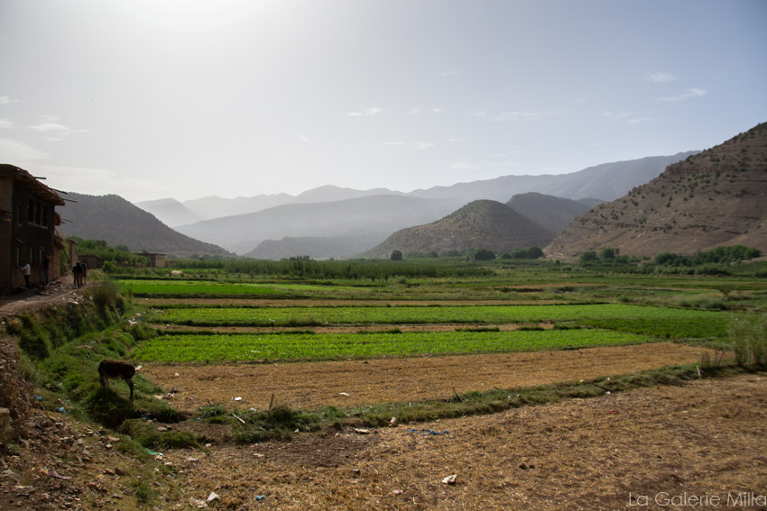 un champs dans les montagnes au maroc