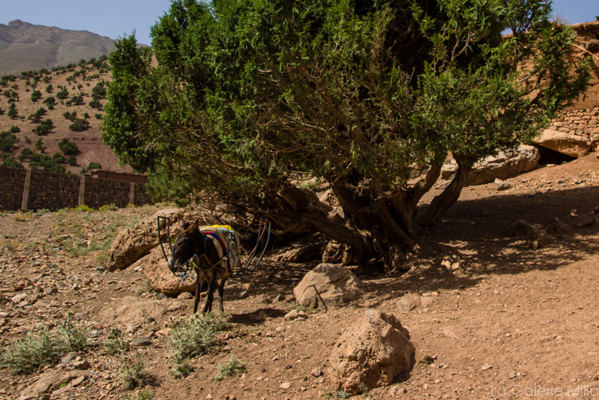 ane attaché à un arbre