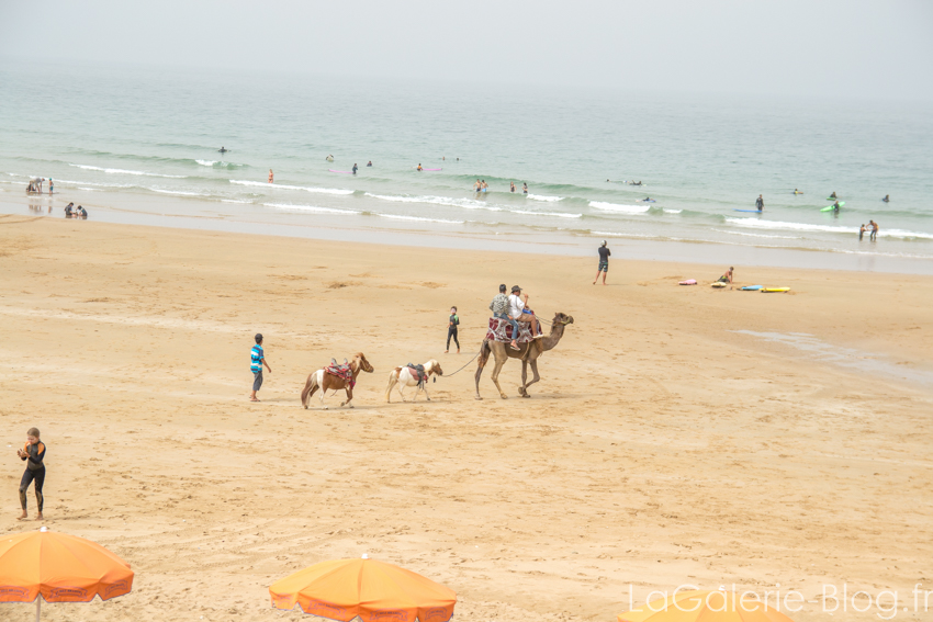 chameau sur la plage taghazout avec des poneys !