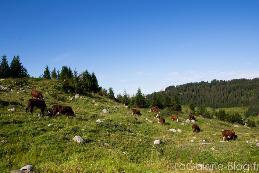 vaches du belvedere de l'étale à la clusaz