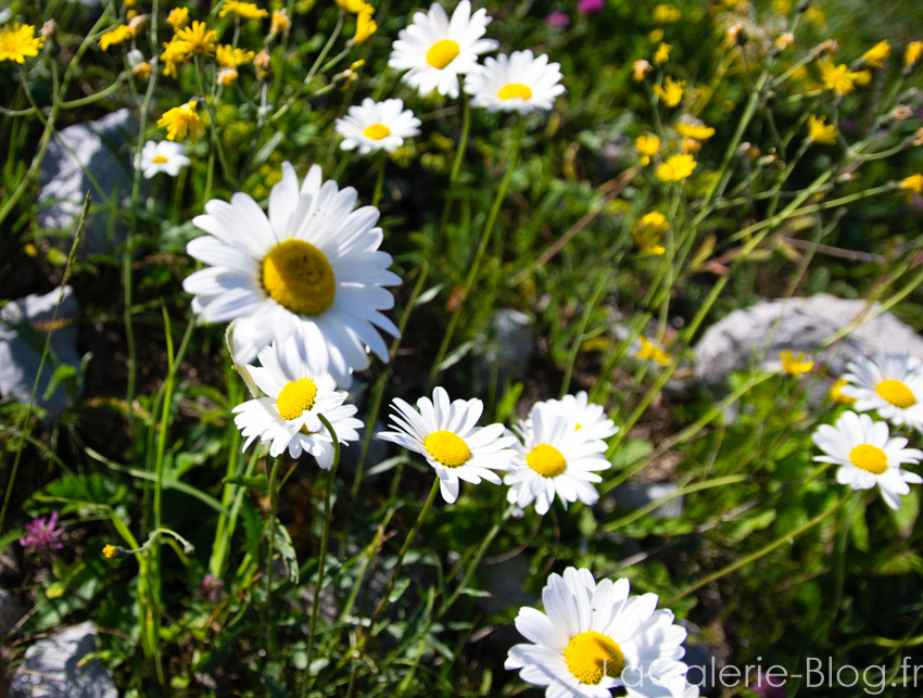 fleurs marguerutes de montagne