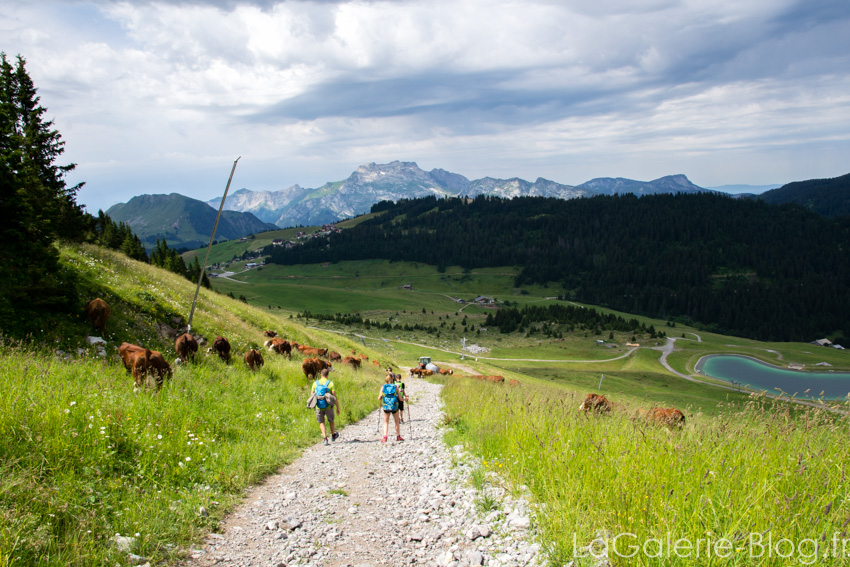 vaches du belvedere de l'étale à la clusaz