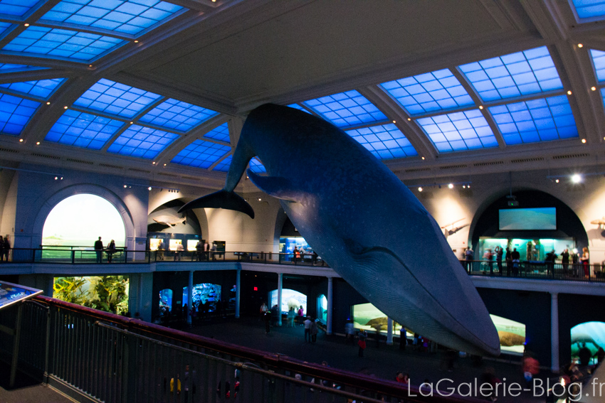 baleine suspendue au plafond du musée d'histoire naturelle