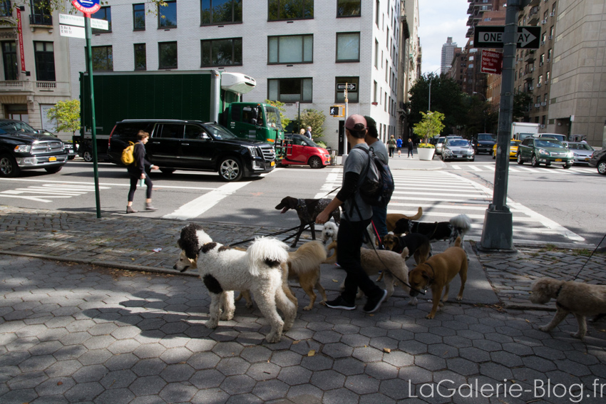 des dogs sitters discutant entre eux