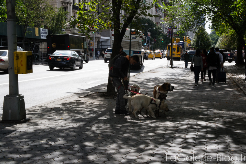 promeneur de chiens en galère a new york