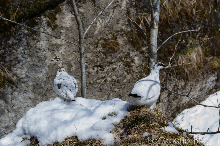 Systrafoss des poules ?