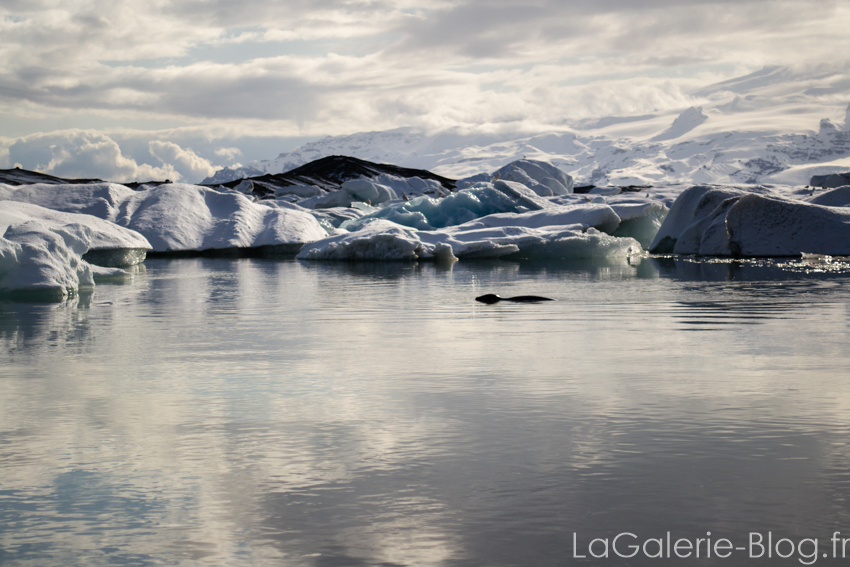 mon ami le phoque a Jokulsarlon