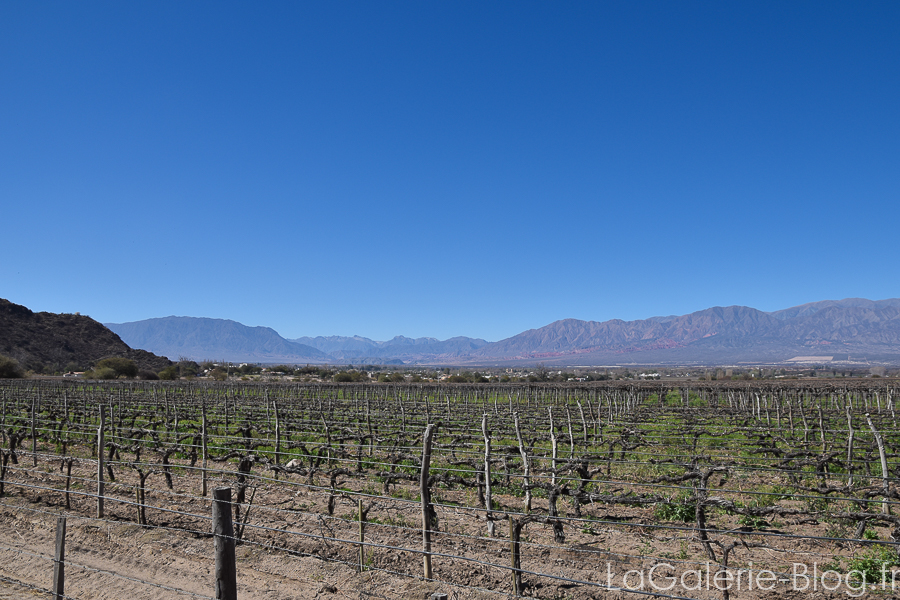 vignes de cafayate