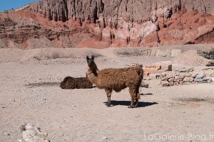 lamas