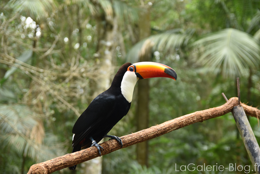 toucan vu de face