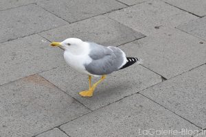 mouette a venise