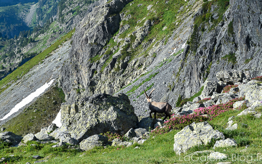 bouquetin dans les alpes