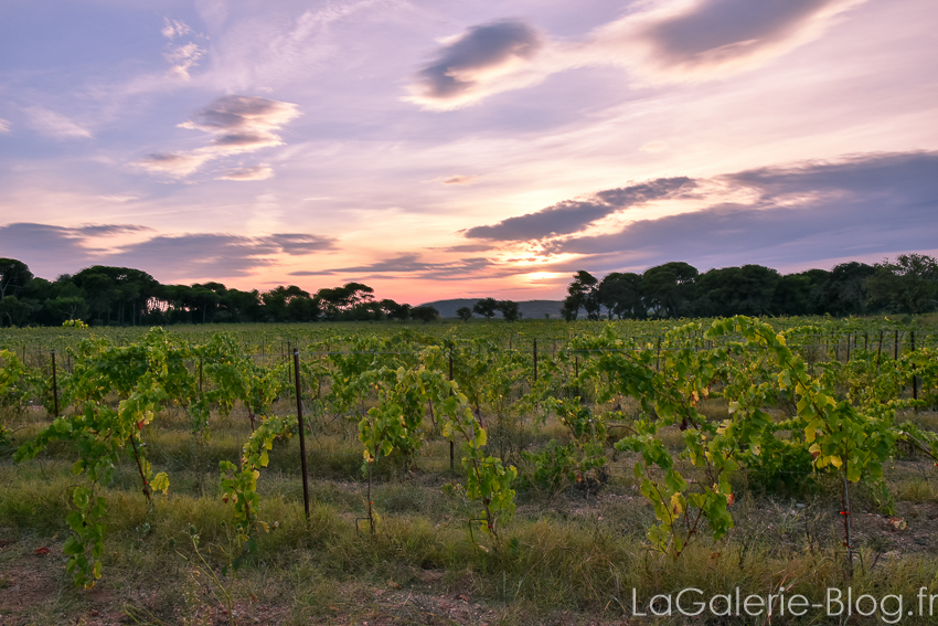 coucher de soleil sur vignoble