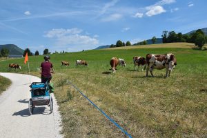 vue sur les vaches de la via vercors !