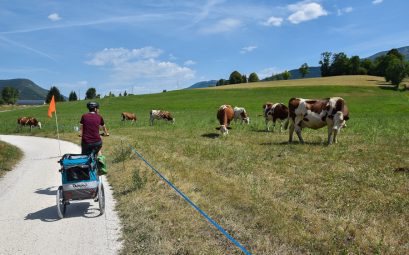 vue sur les vaches de la via vercors !