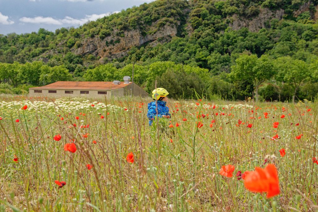 champs de coquelicots