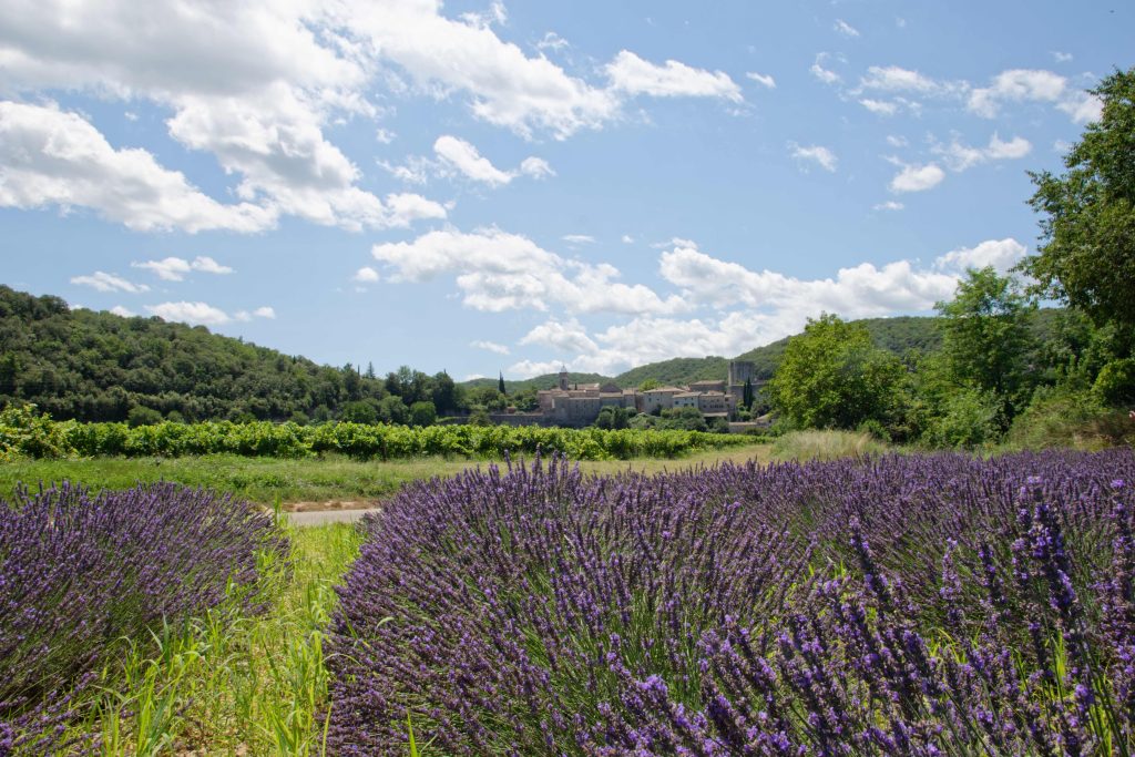 champ de lavande en fleur