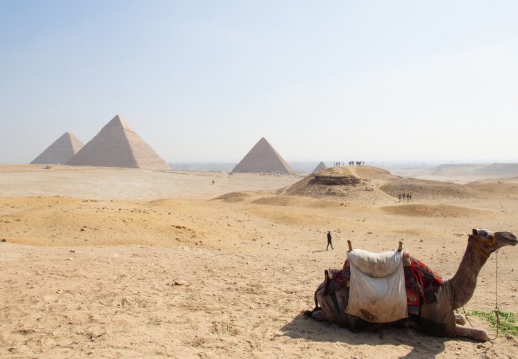 pyramide de Ghizeh avec chameau