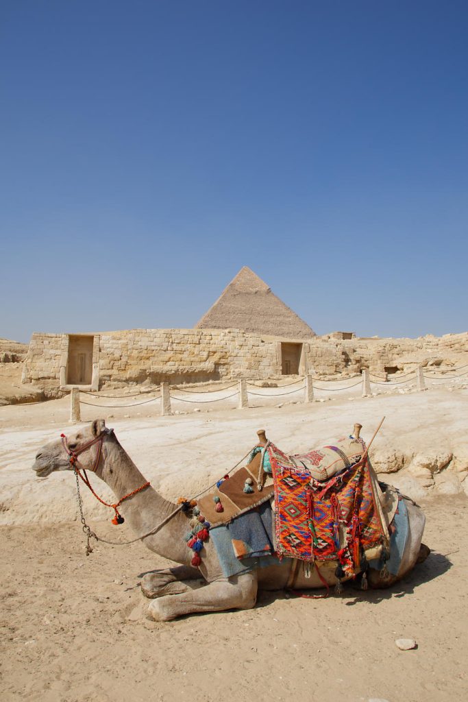 dromadaire devant les pyramides